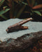 Wooden bear figurine on a stone surface with blurred greenery in the background