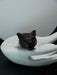 Black cat figurine inside a white ceramic bowl on a black background