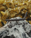 Nail on a rock with seaweed in the background