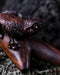 Wooden carved kuripe frog pipe, a high-quality shamanic applicator for hape snuff, combining art with herbal medicine in a unique handcrafted gift.