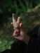 Hand holding a large animal tooth against a natural background
