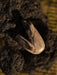 Wooden spoon embedded in a tree trunk with a blurred natural background
