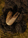 Wooden tool embedded in dark soil