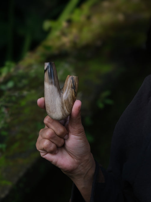 Hand holding a large shell against a dark, natural background