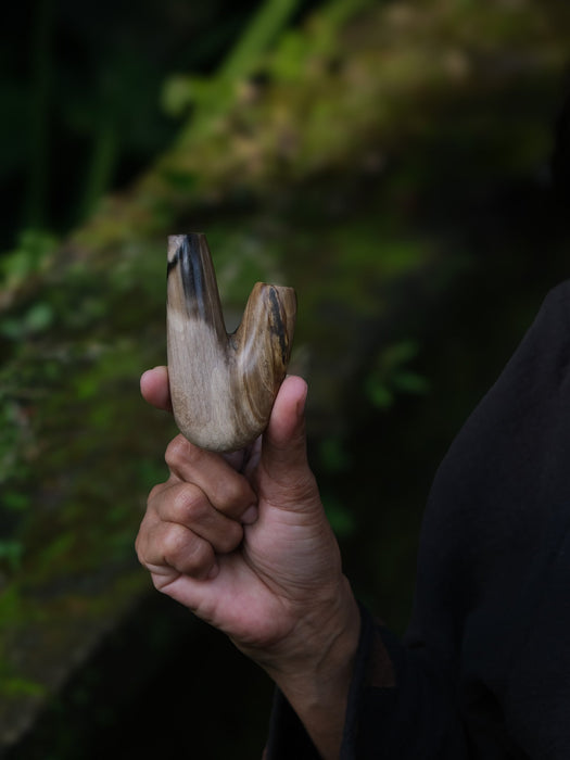 Hand holding a large shell against a dark, natural background
