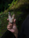 Hand holding a large shell against a dark, natural background