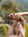 Mango wood Kuripé pipe with silver tip — Jaguar Man shamanic ritual tool