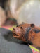 Close-up of a bear figurine with a blurred background